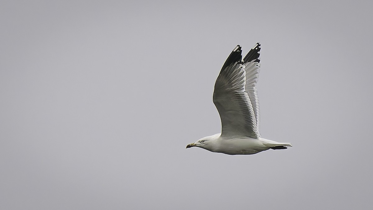 Yellow-legged Gull - ML646957977