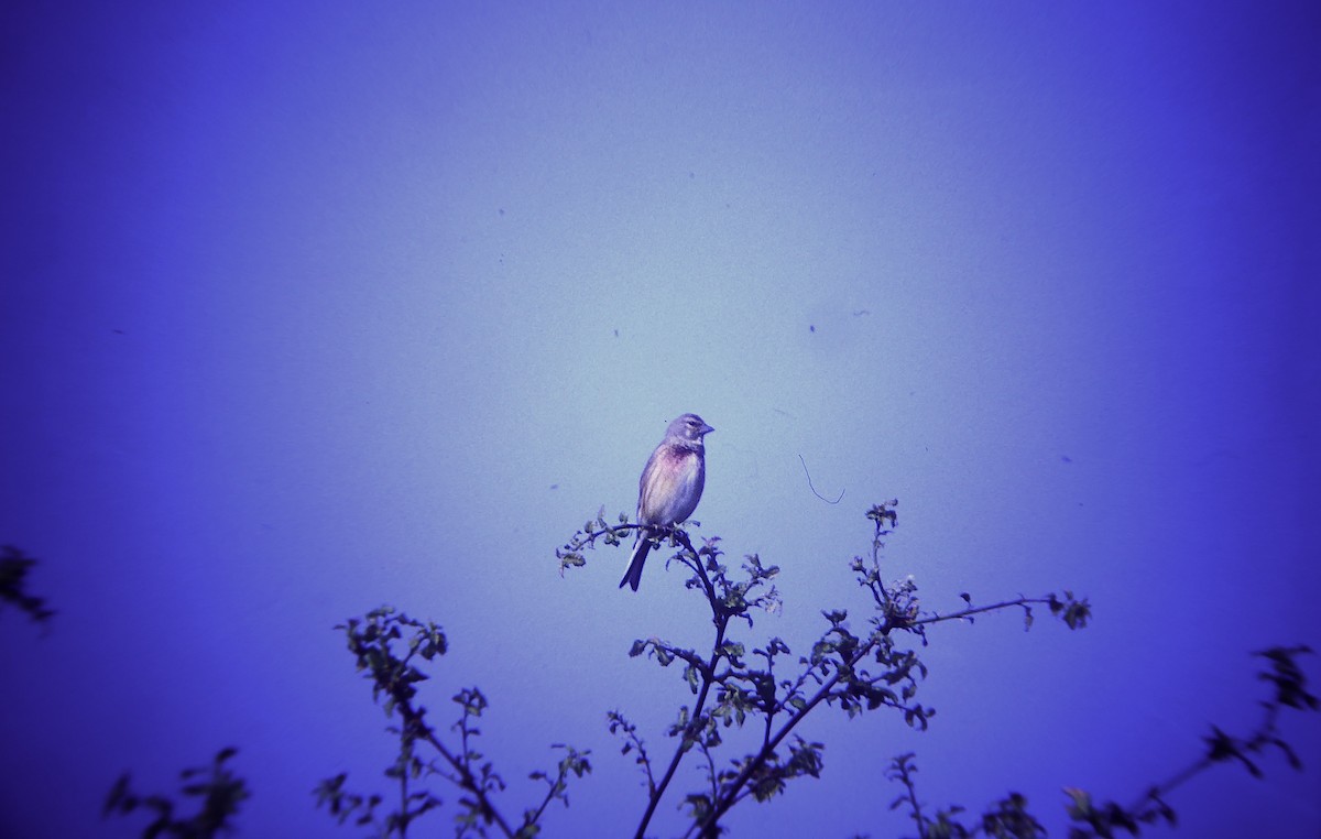 Txoka arrunta - ML646957978