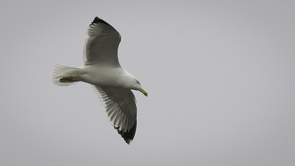 Yellow-legged Gull - ML646957979