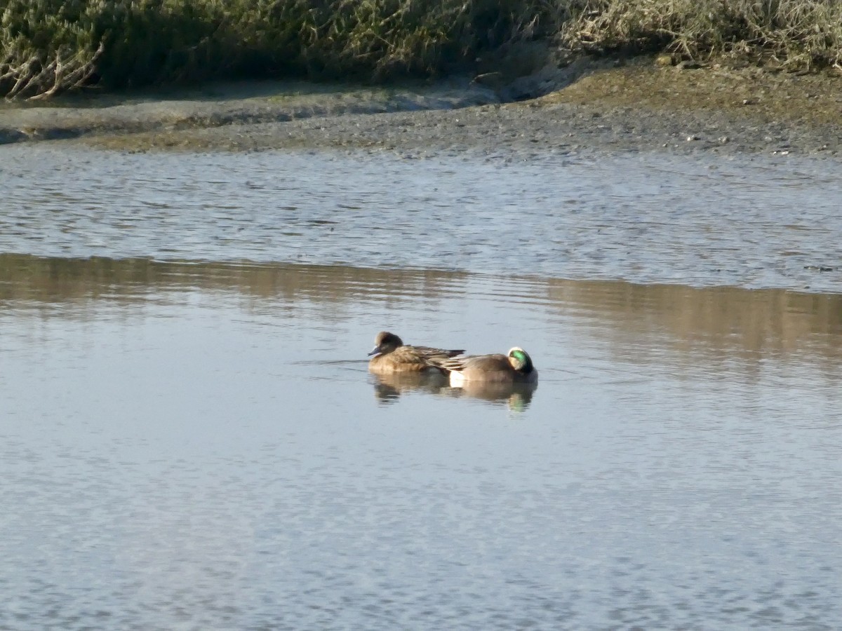 Amerika Fiyusu - ML646957981