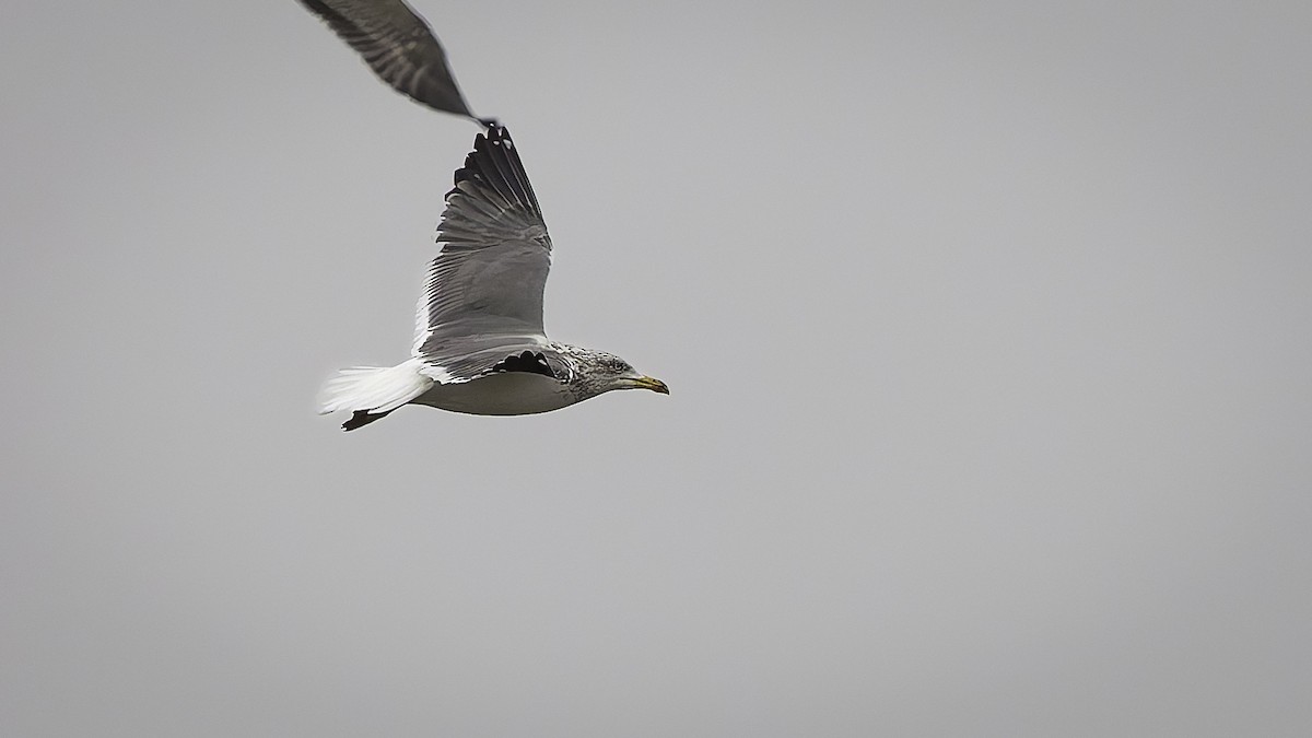 Zafferano - ML646957982