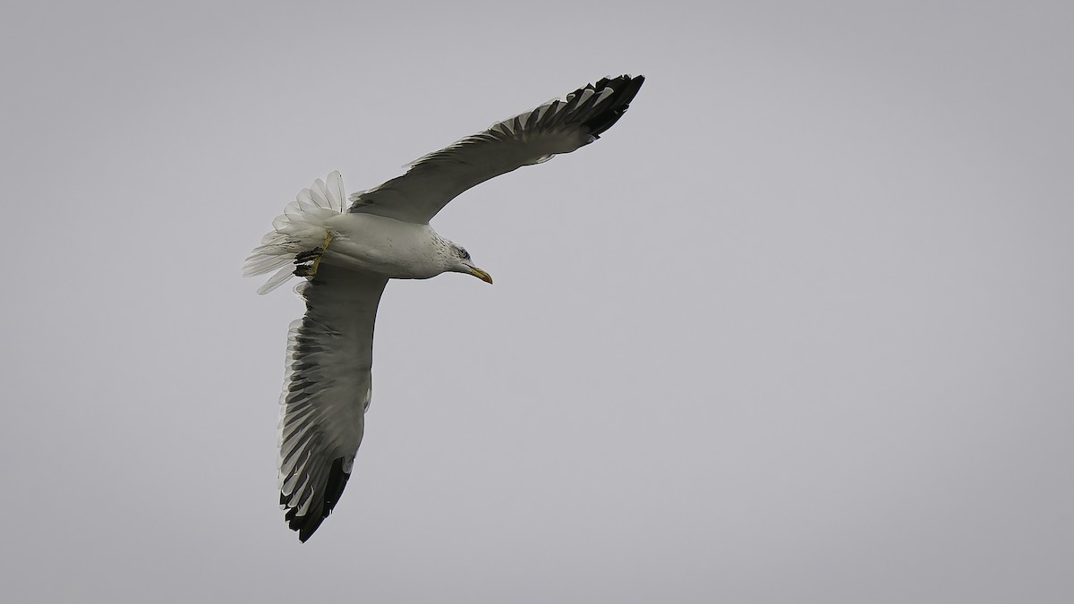 Zafferano - ML646957986