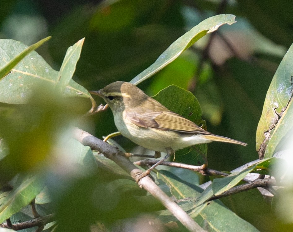 Зелёная пеночка - ML646957988