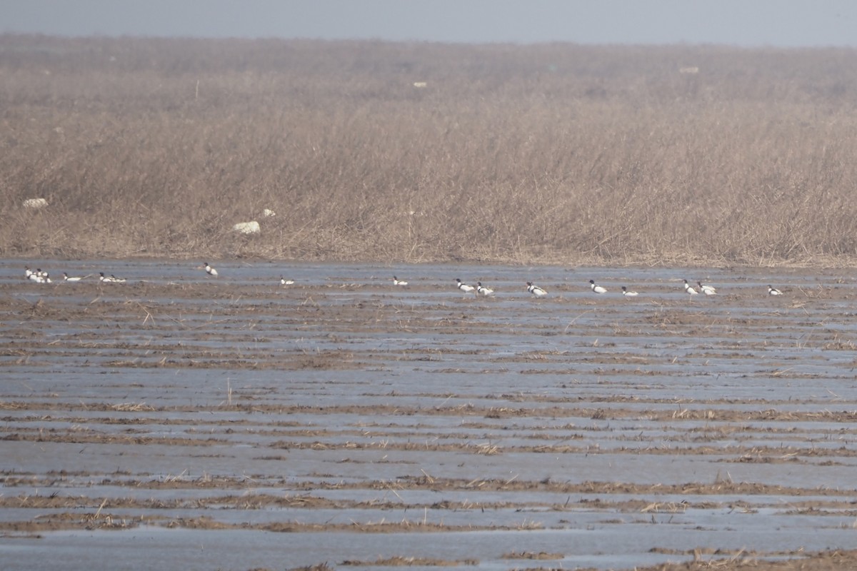 gravand - ML646957989