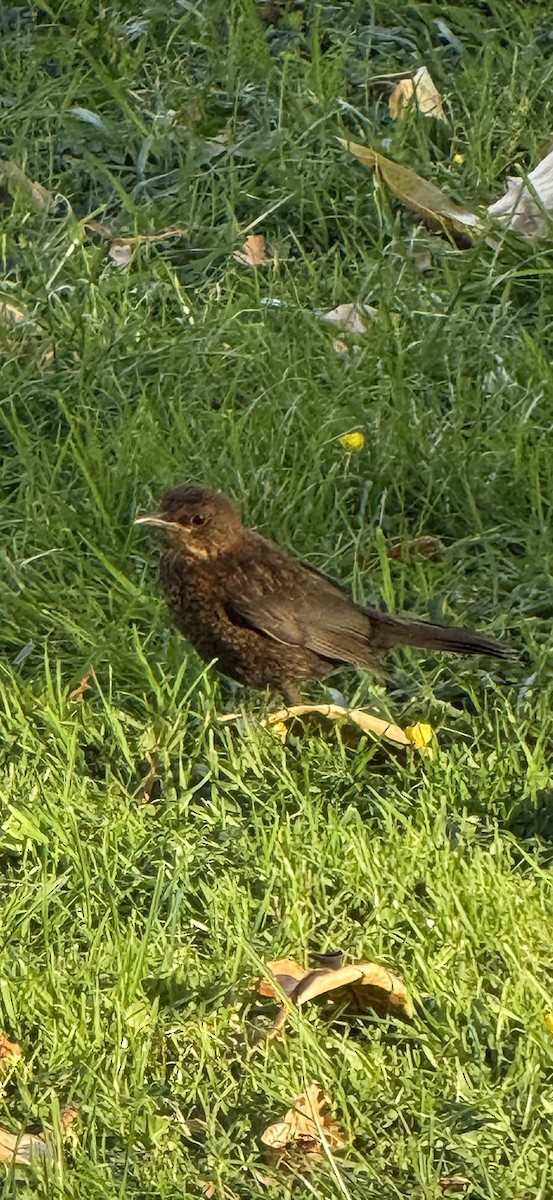 Eurasian Blackbird - ML646957991