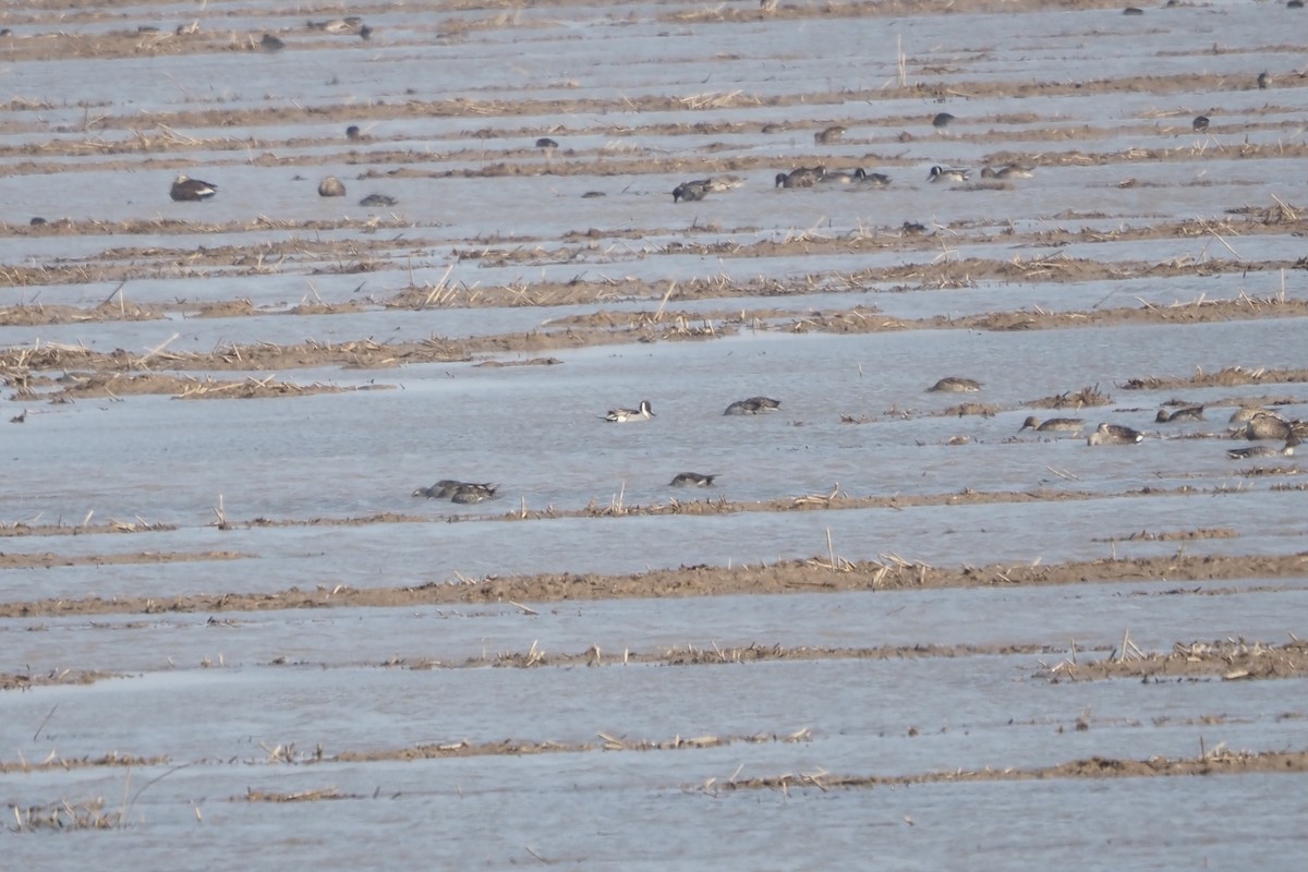 stjertand - ML646957992