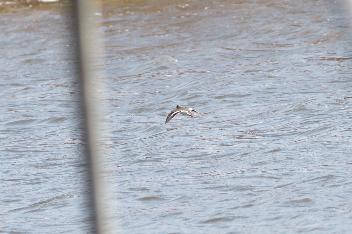 strandsnipe - ML646957993