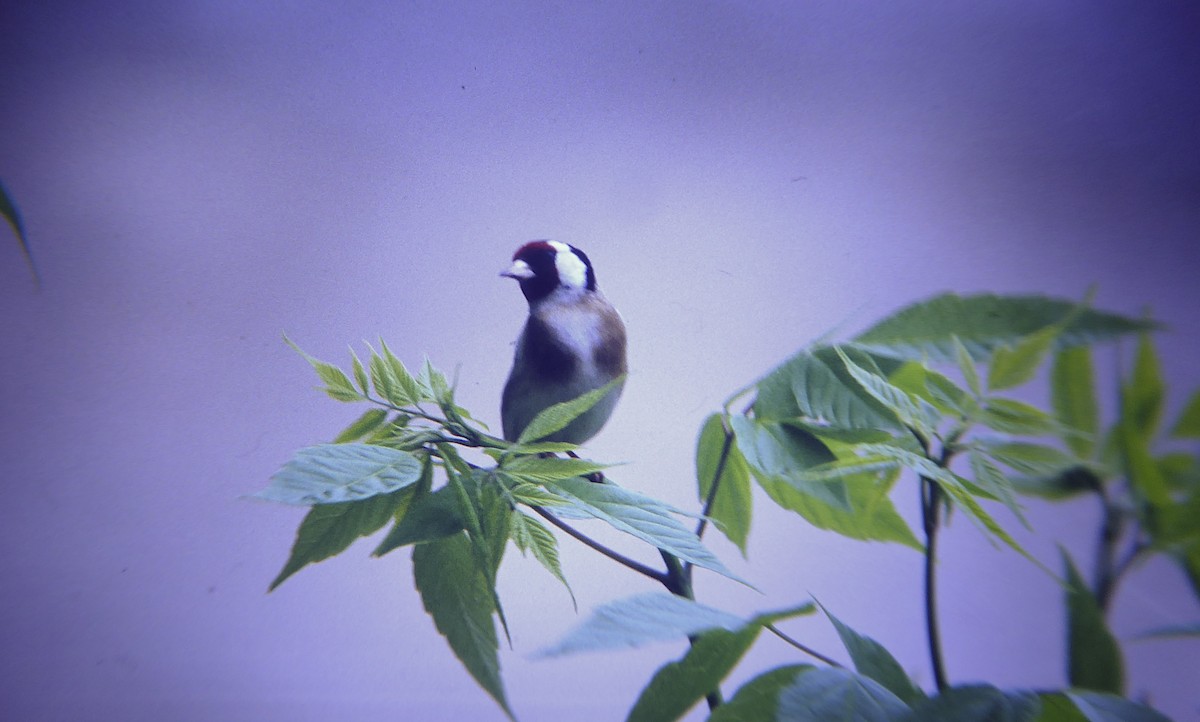 Kardantxiloa - ML646957996