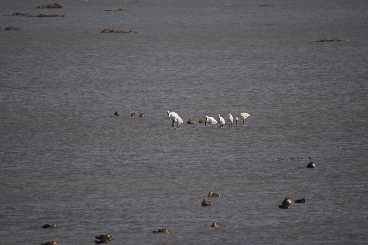 skjestork - ML646957997