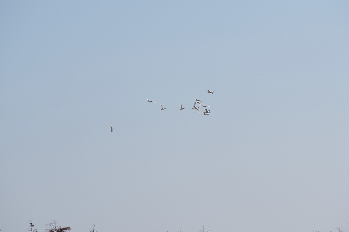 kinaskjestork - ML646957999