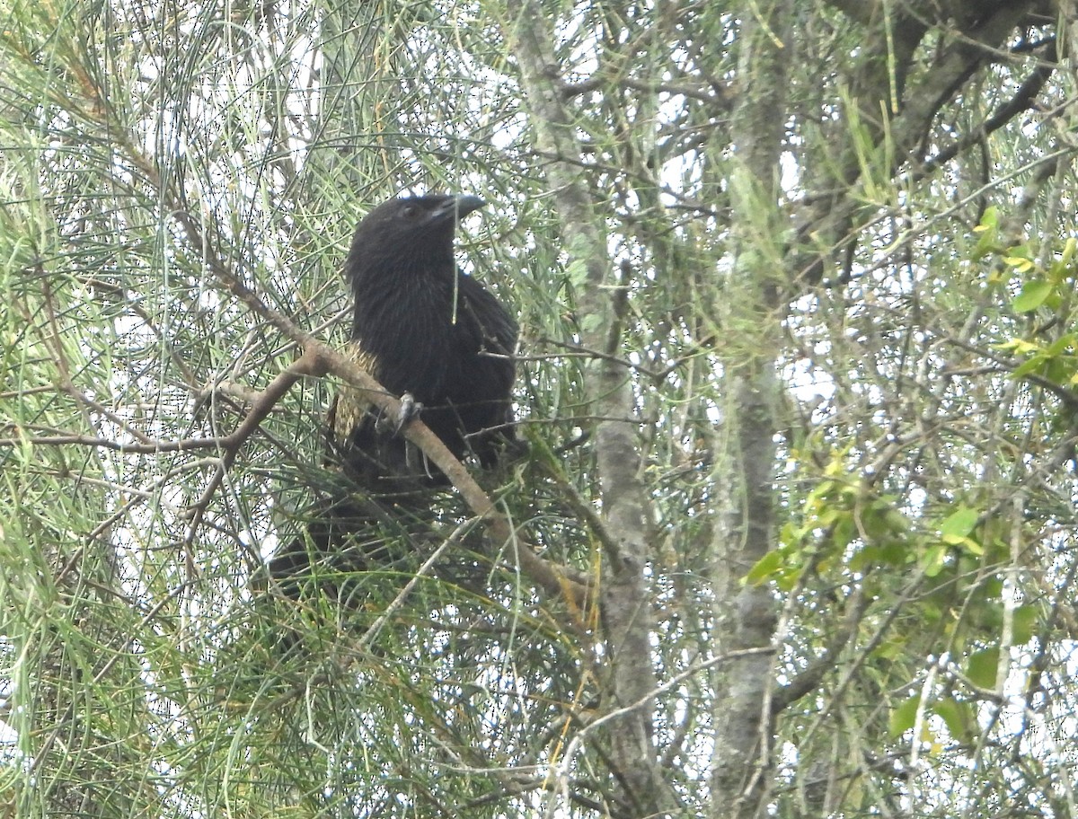 Pheasant Coucal - ML646958000