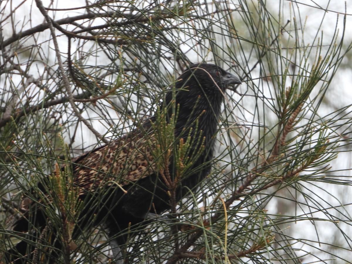 Pheasant Coucal - ML646958001