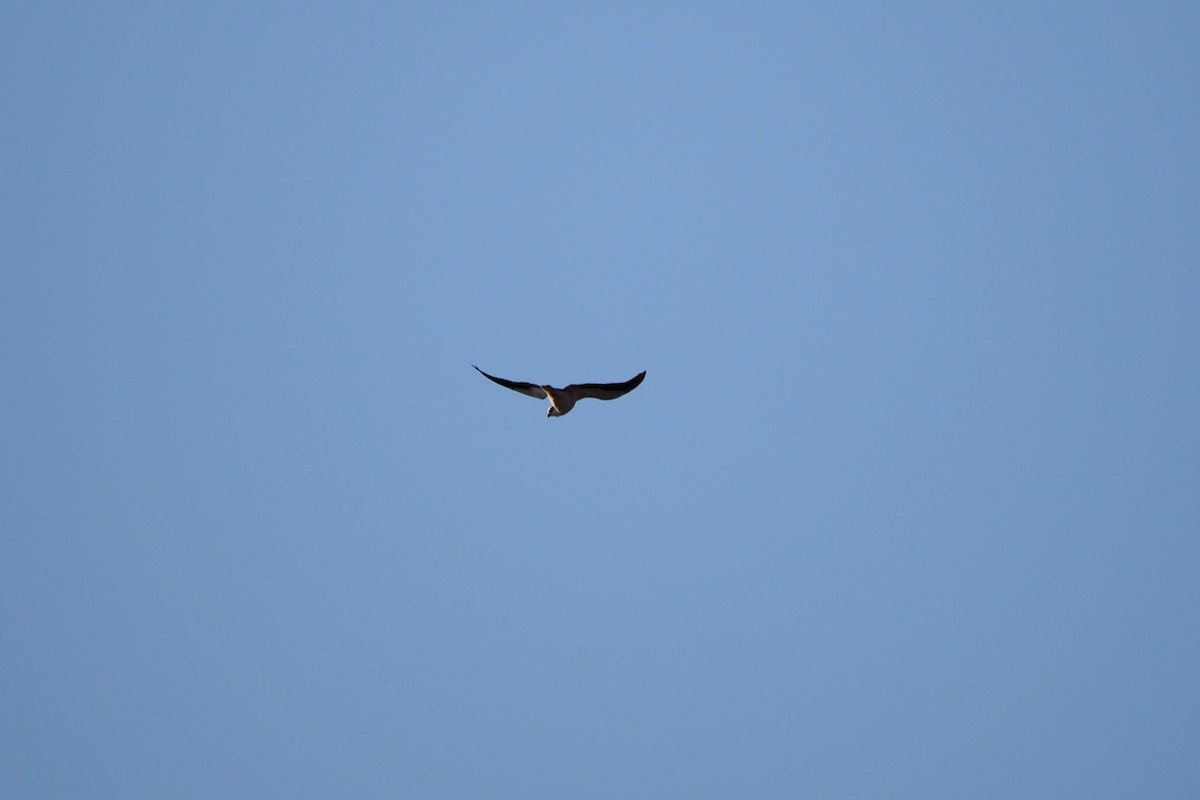 svartvingeglente - ML646958002