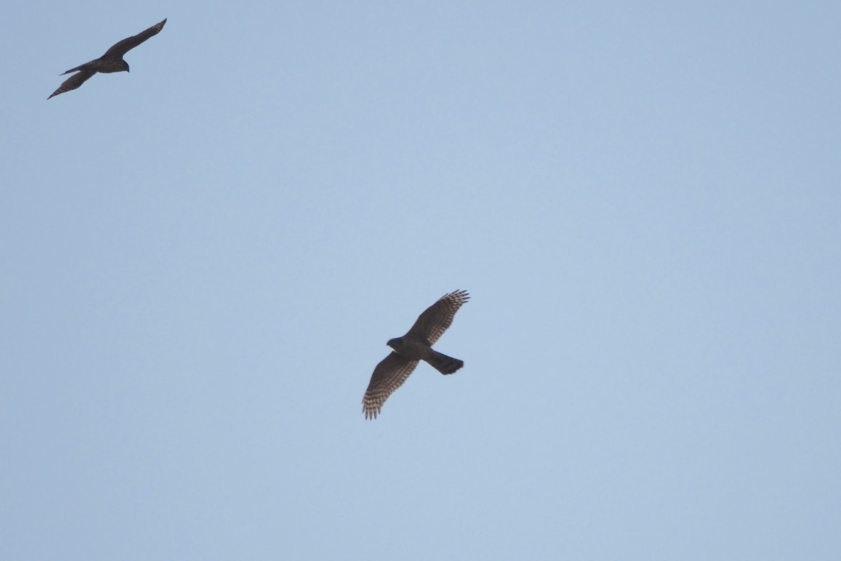 hønsehauk - ML646958003