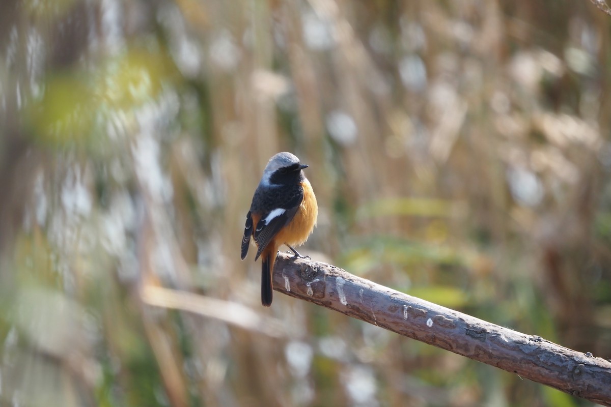 aurorarødstjert - ML646958004