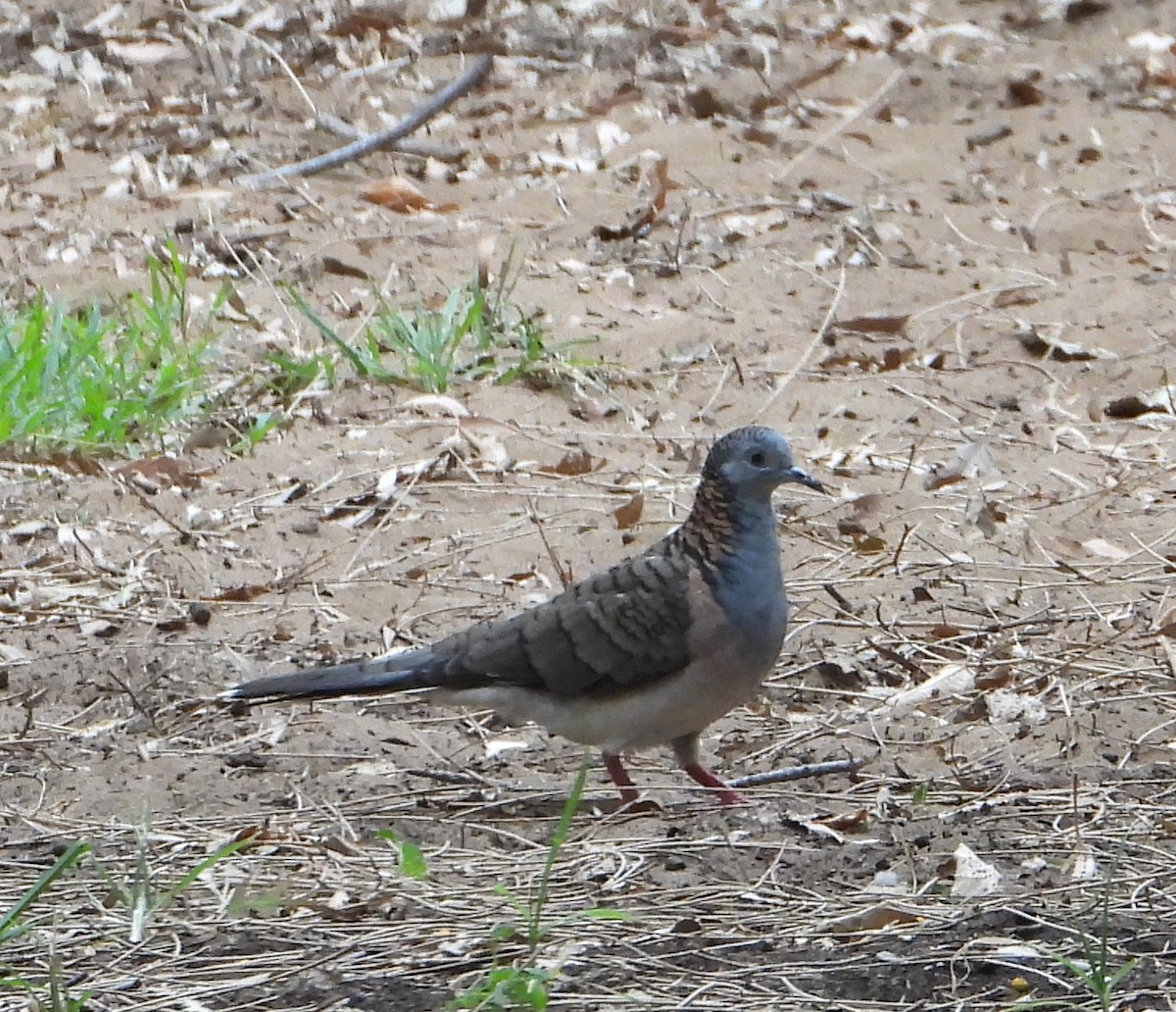 Bar-shouldered Dove - ML646958005