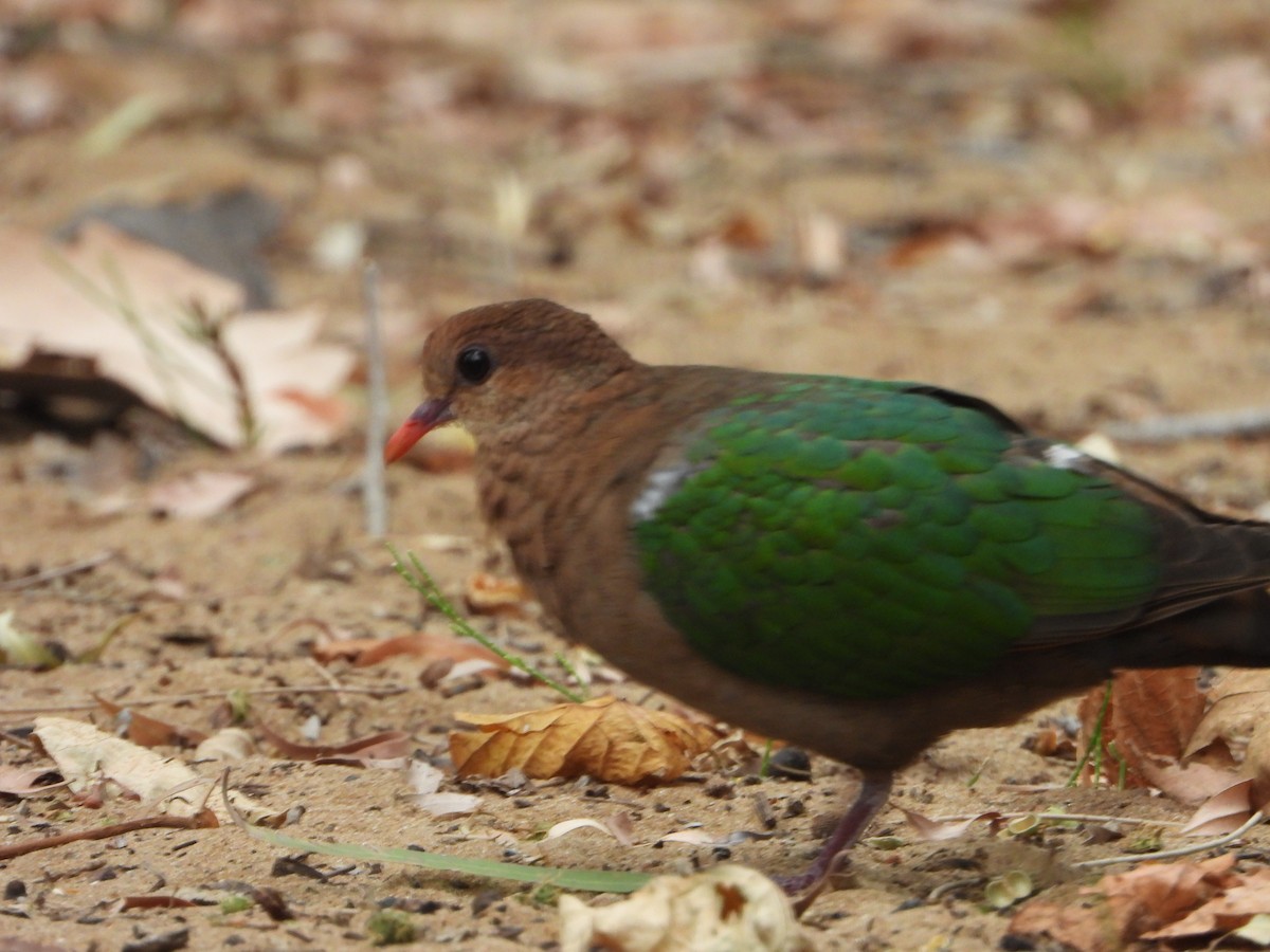 Pacific Emerald Dove - ML646958006