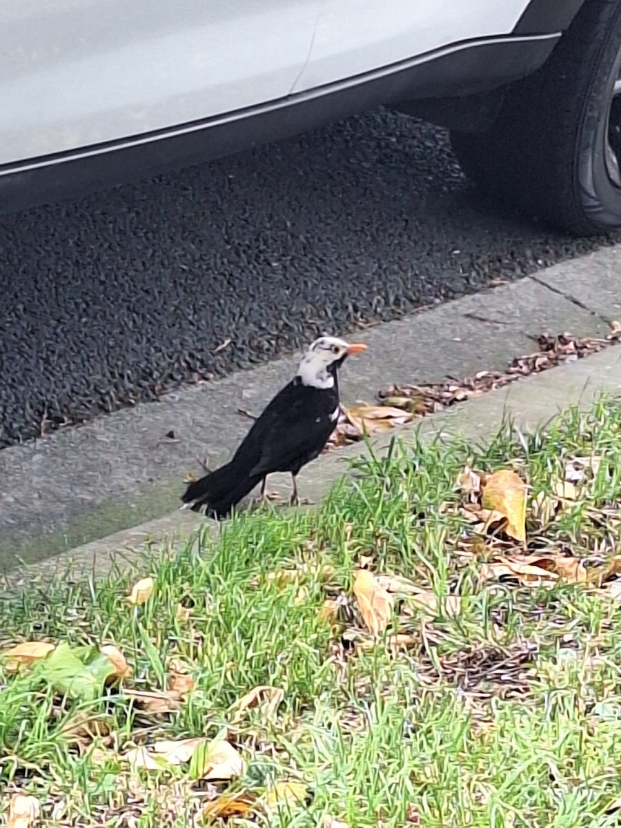 Eurasian Blackbird - ML646958008