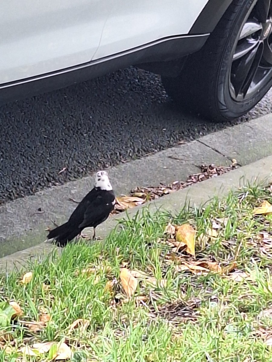 Eurasian Blackbird - ML646958009