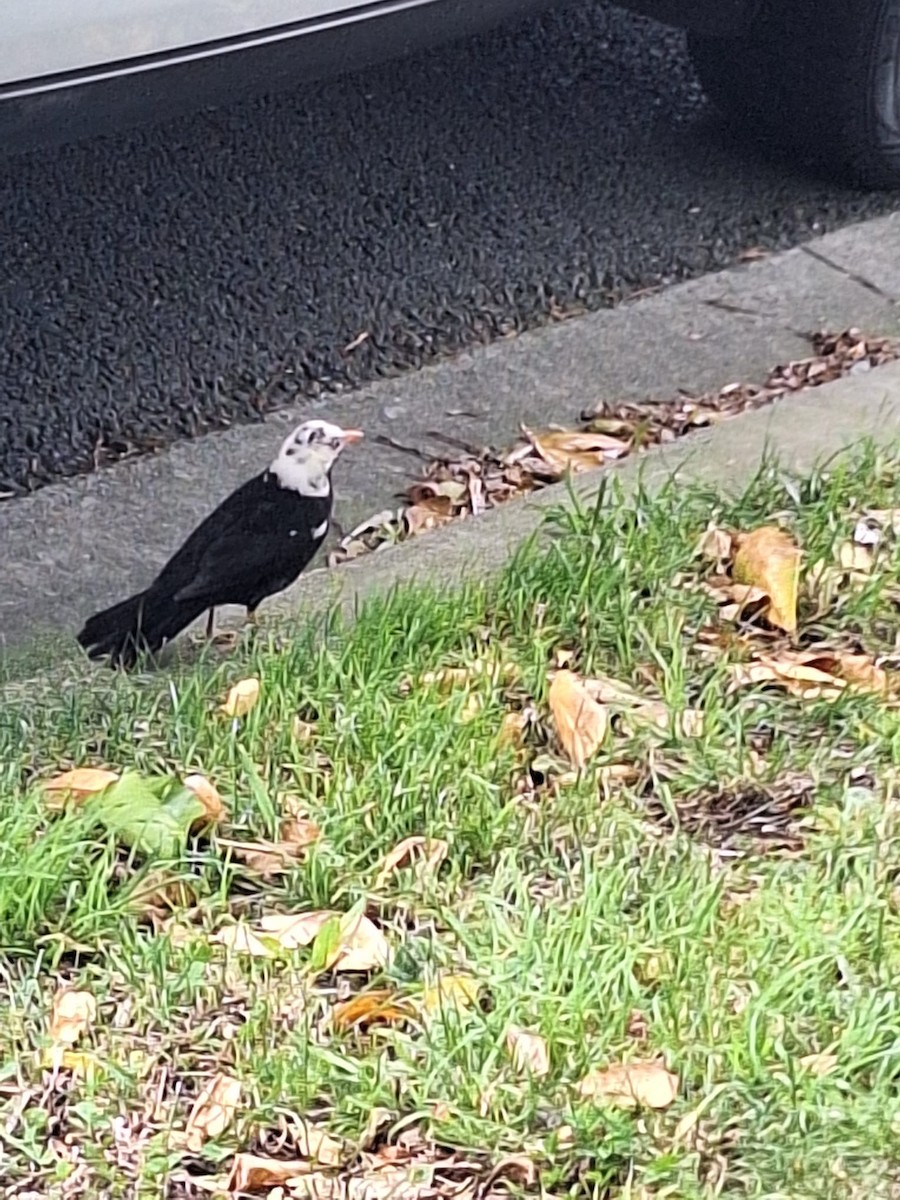 Eurasian Blackbird - ML646958010