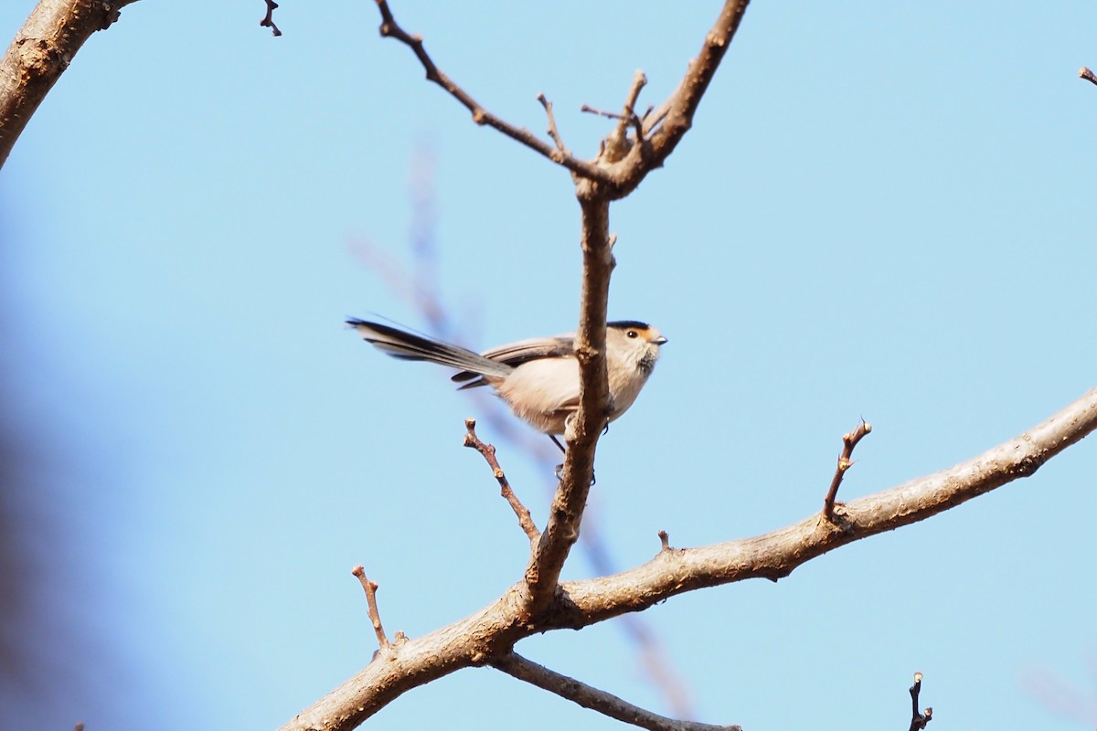 sølvhakestjertmeis - ML646958011