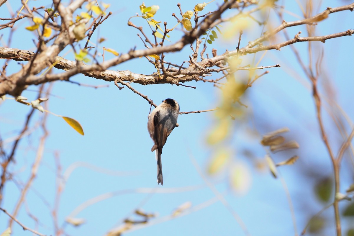 sølvhakestjertmeis - ML646958012