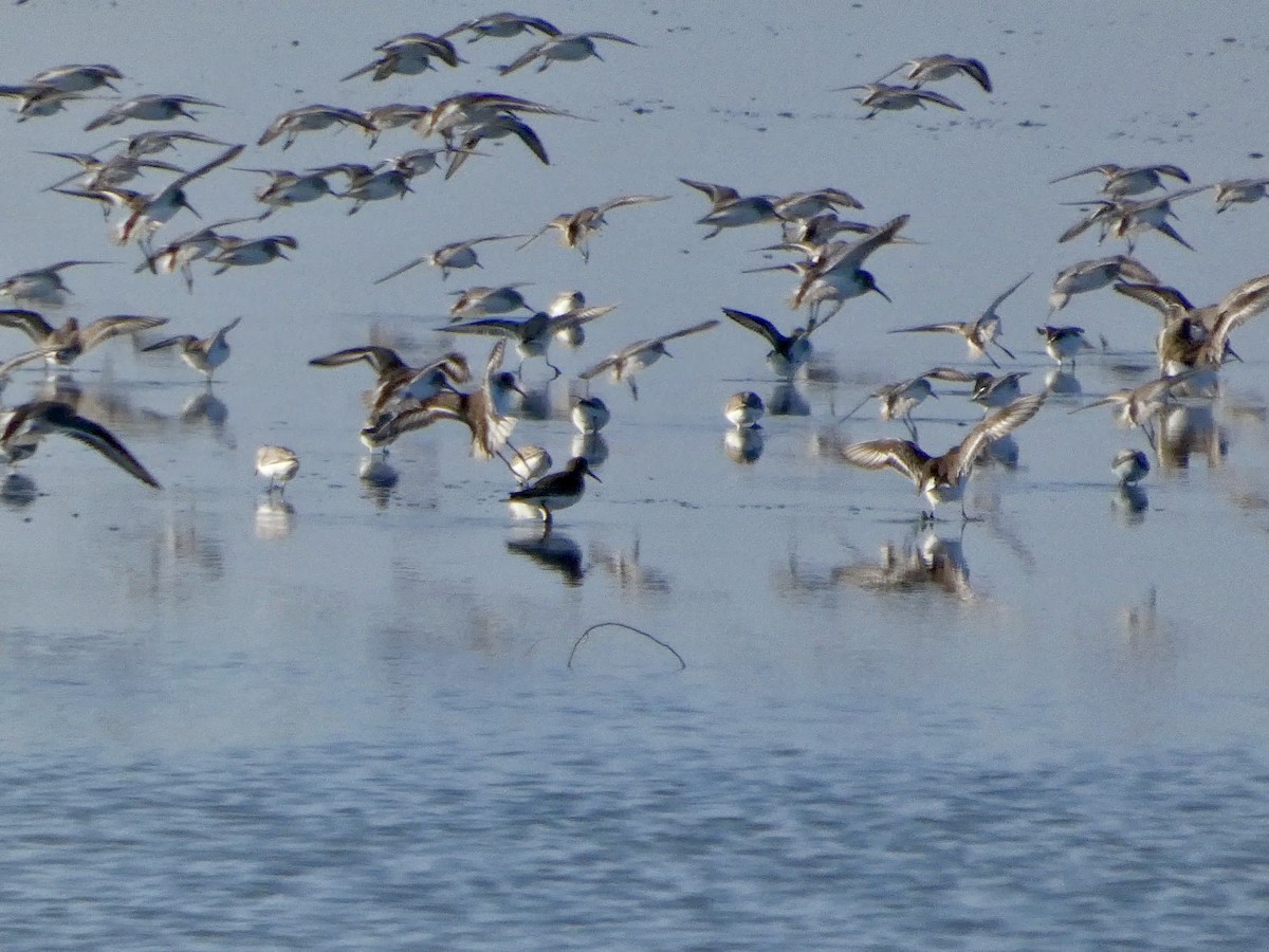 Dunlin - ML646958013