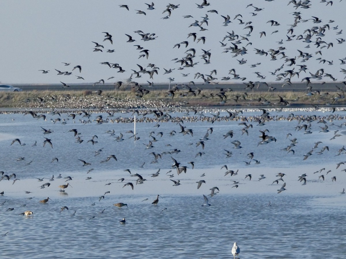 Dunlin - ML646958014