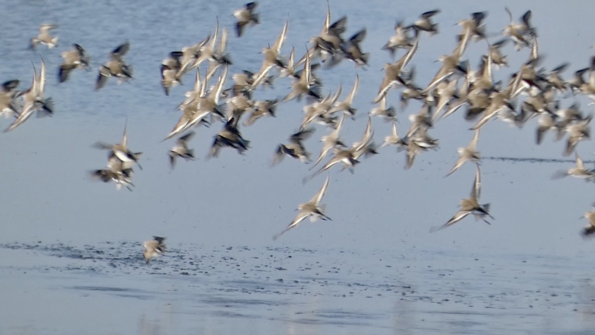 Dunlin - ML646958015