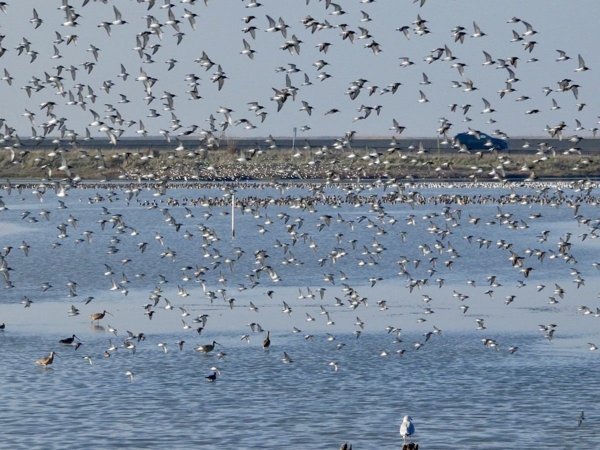 Dunlin - ML646958016