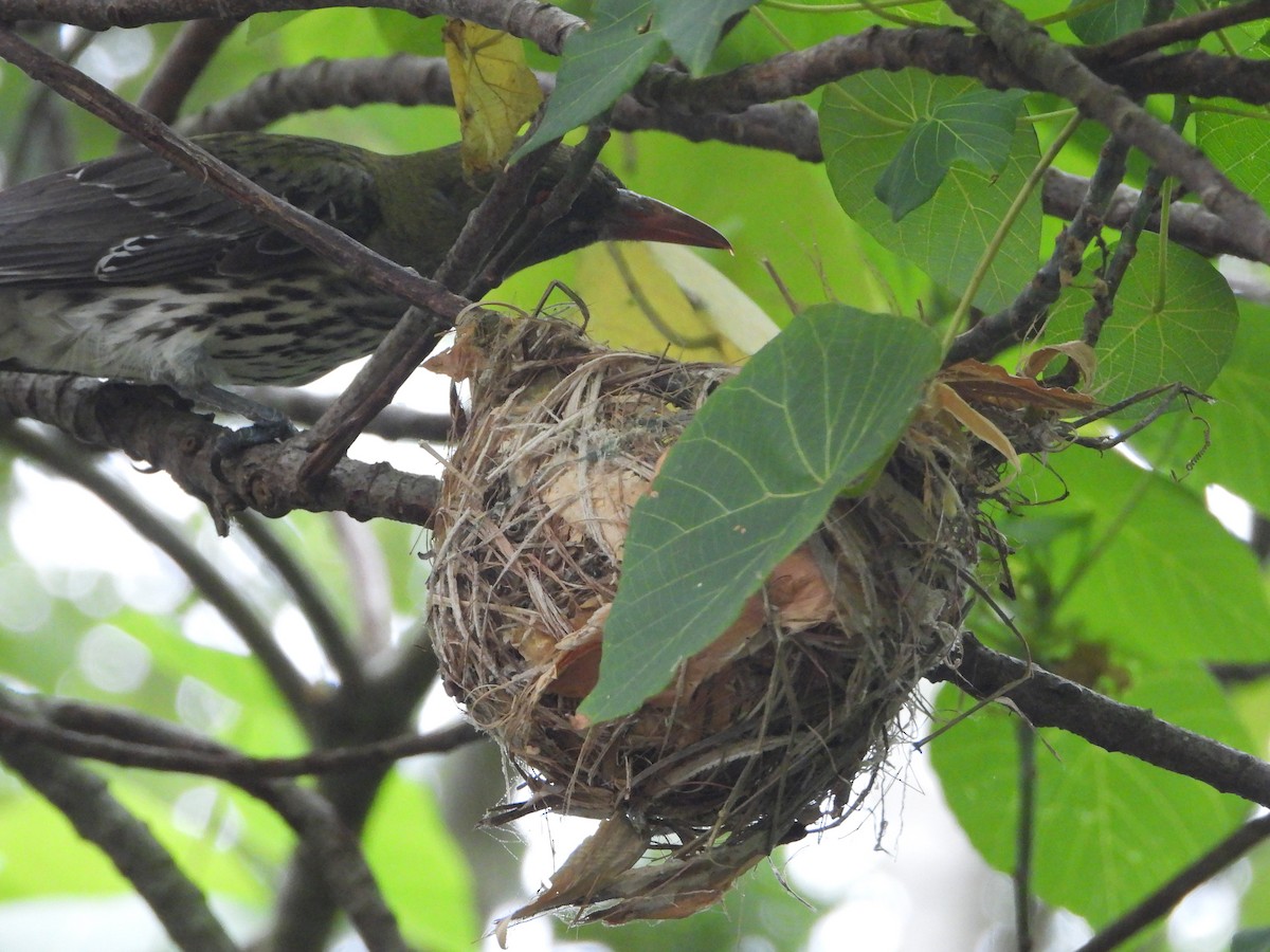 Olive-backed Oriole - ML646958017