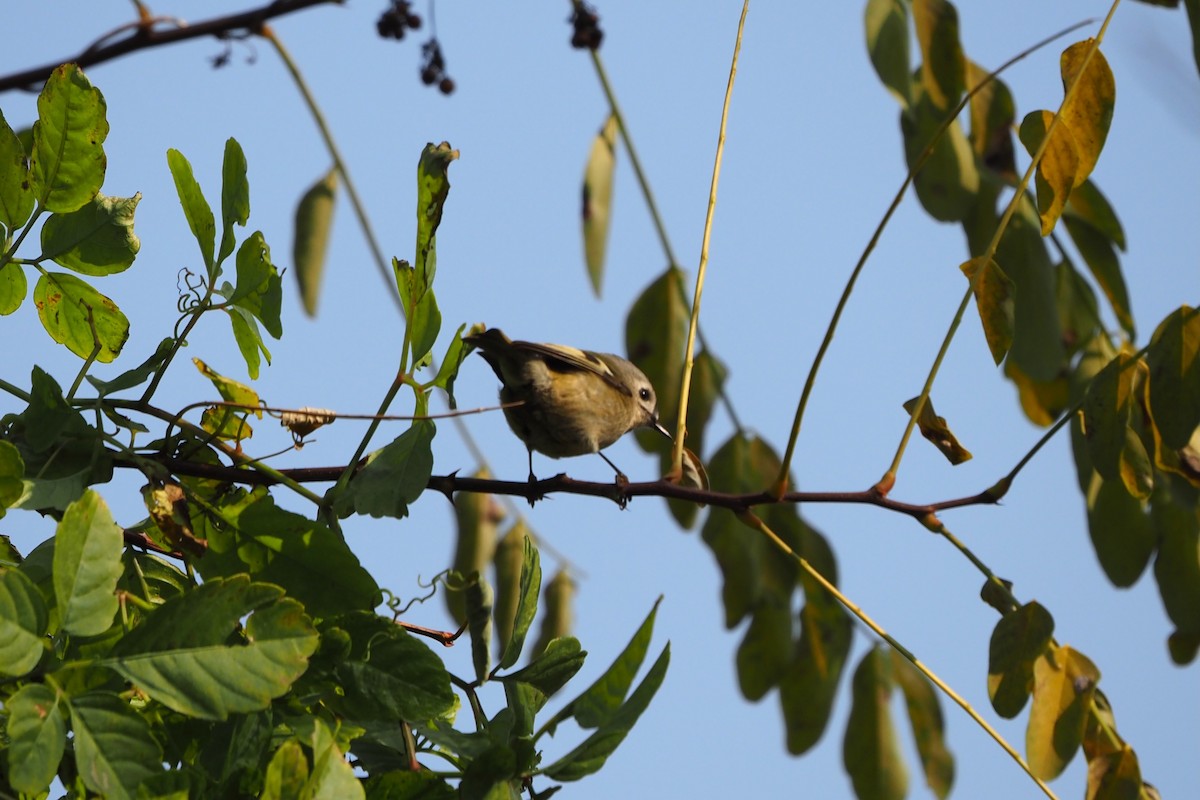 fuglekonge - ML646958018