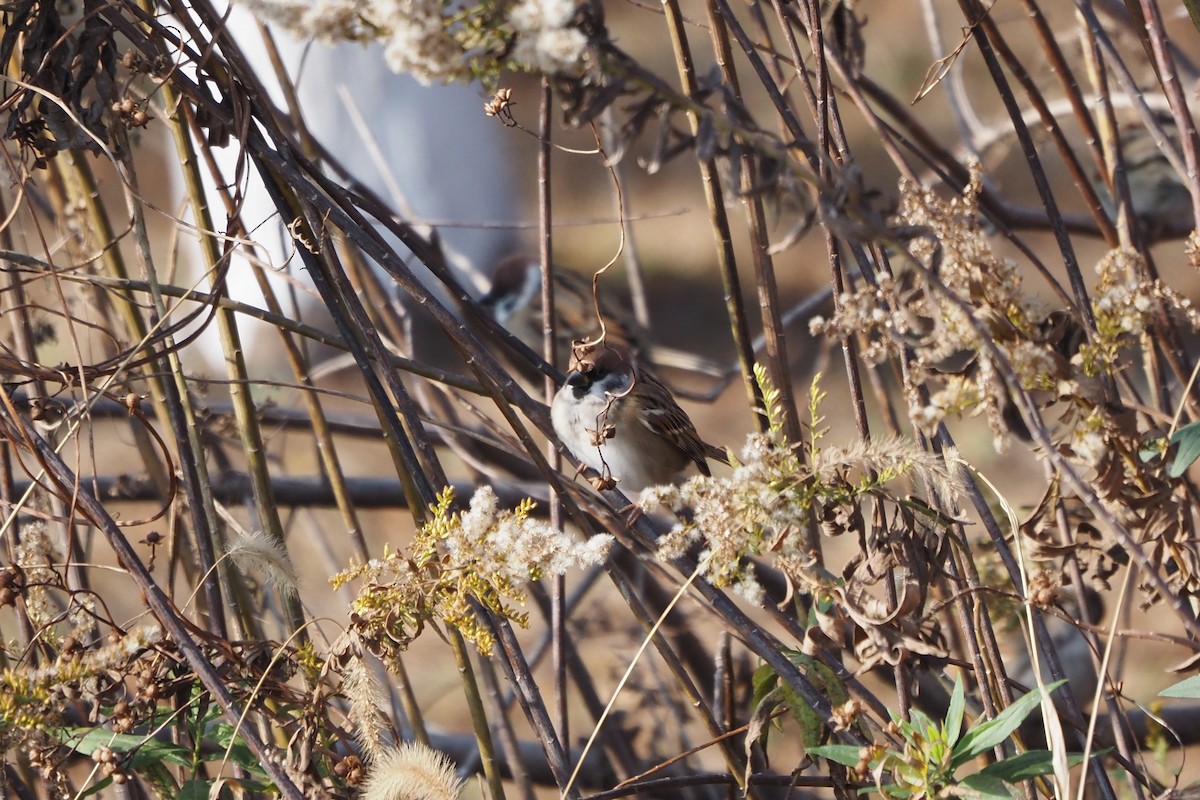 pilfink - ML646958019