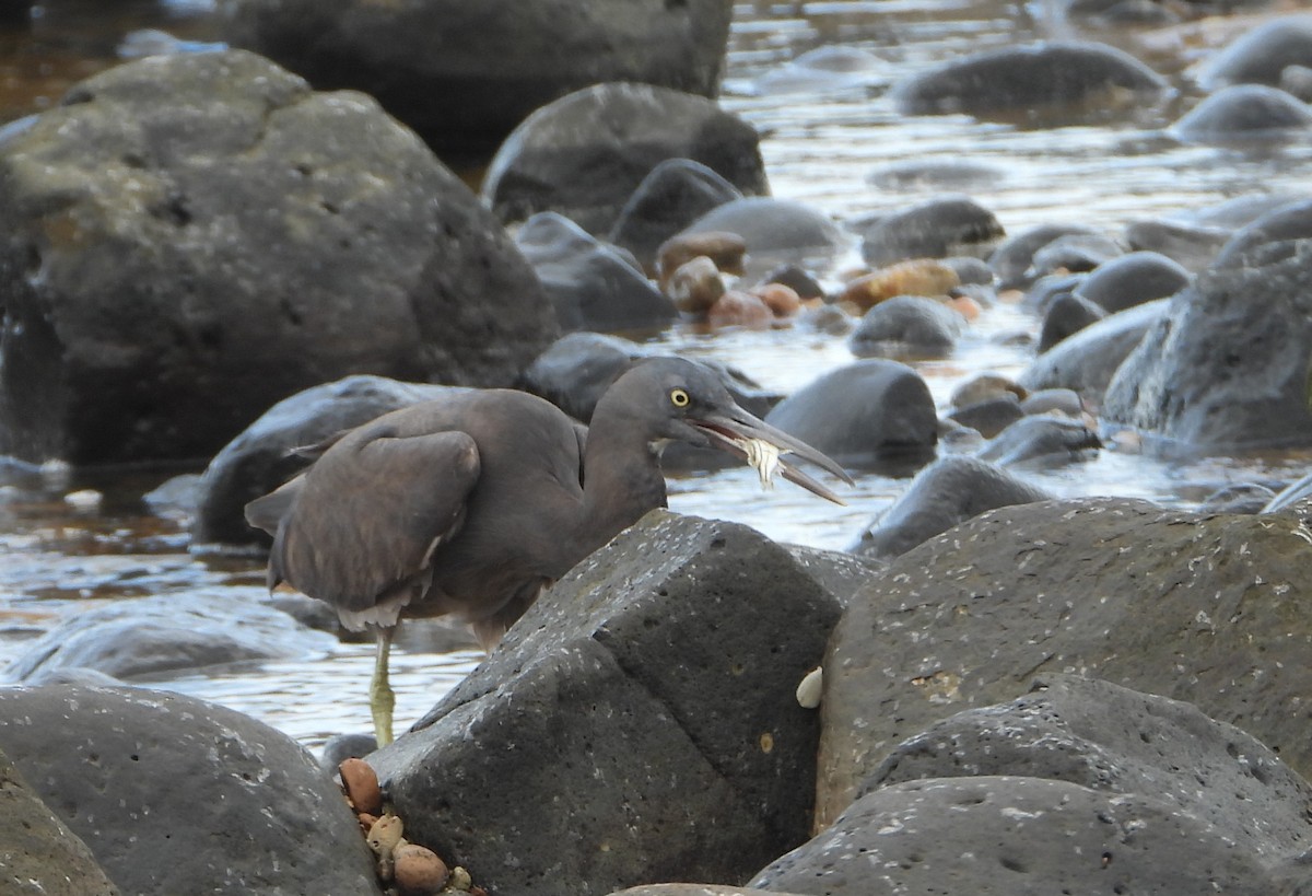 Eastern Cattle-Egret - ML646958020
