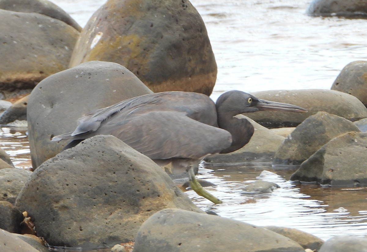 Eastern Cattle-Egret - ML646958021