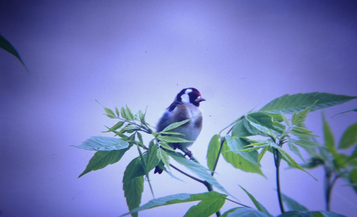 European Goldfinch - ML646958023