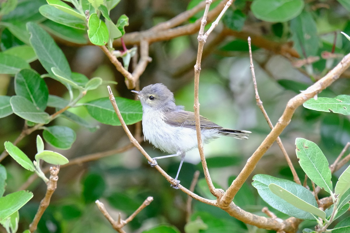 Gray Gerygone - ML646958024