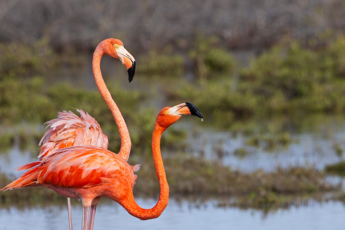 American Flamingo - ML646958025