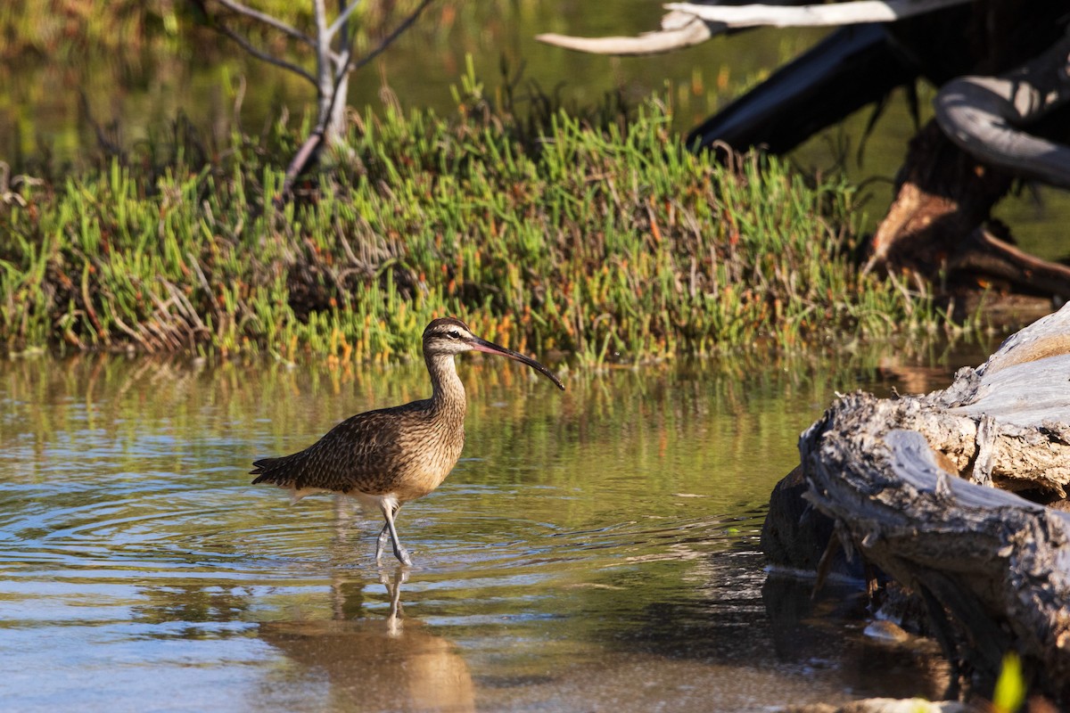 Hudsonian Whimbrel - ML646958026
