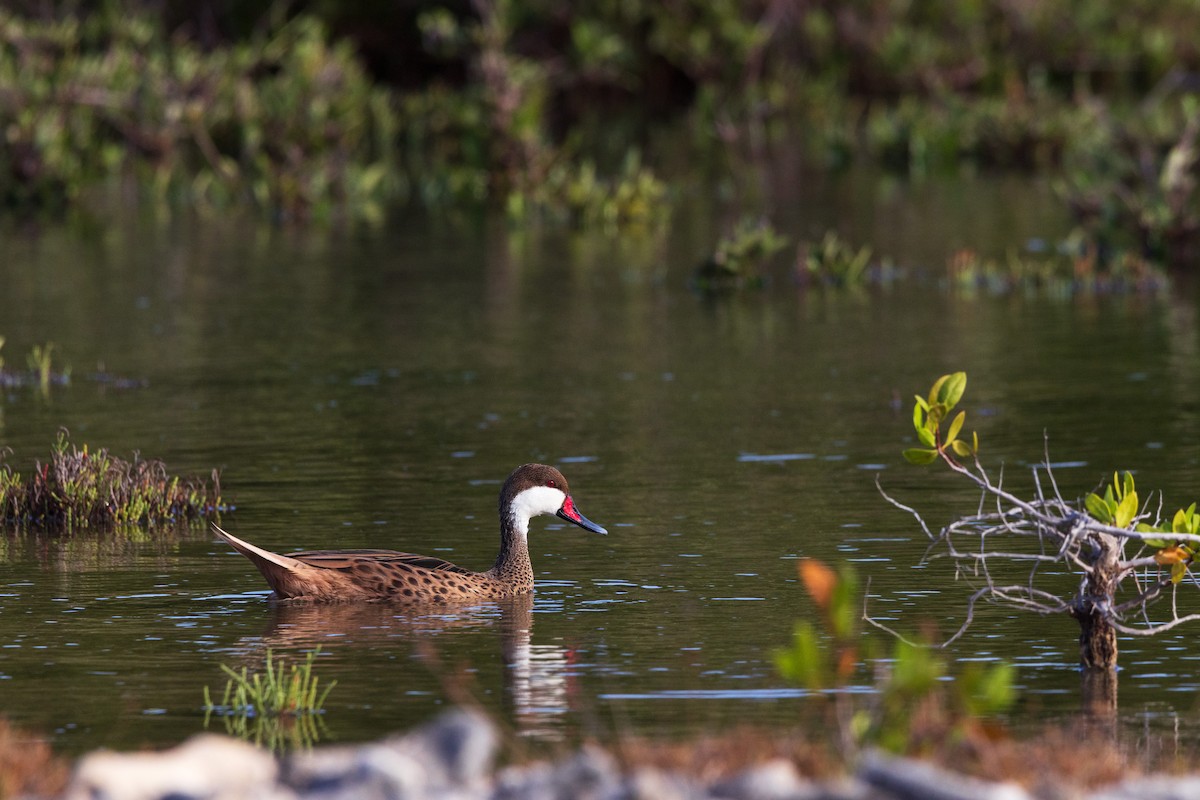 White-cheeked Pintail - ML646958027