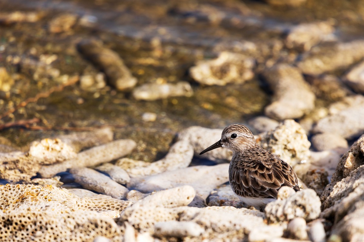 Least Sandpiper - ML646958030