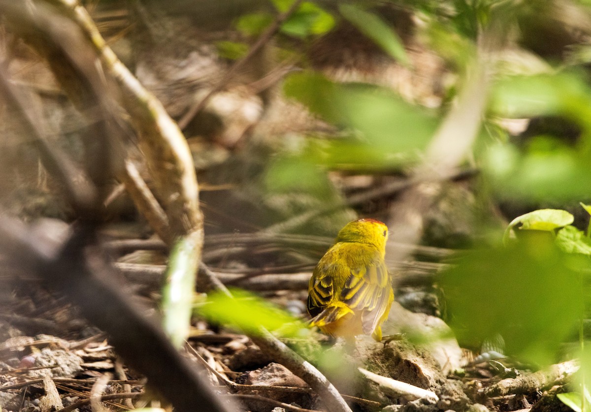 Northern Yellow Warbler - ML646958031