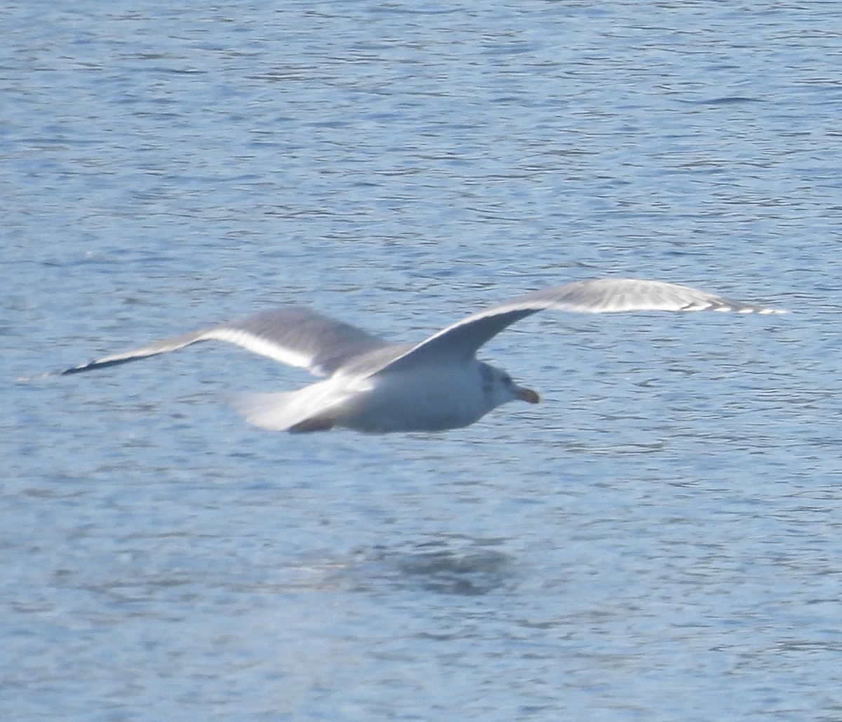 California Gull - ML646958033