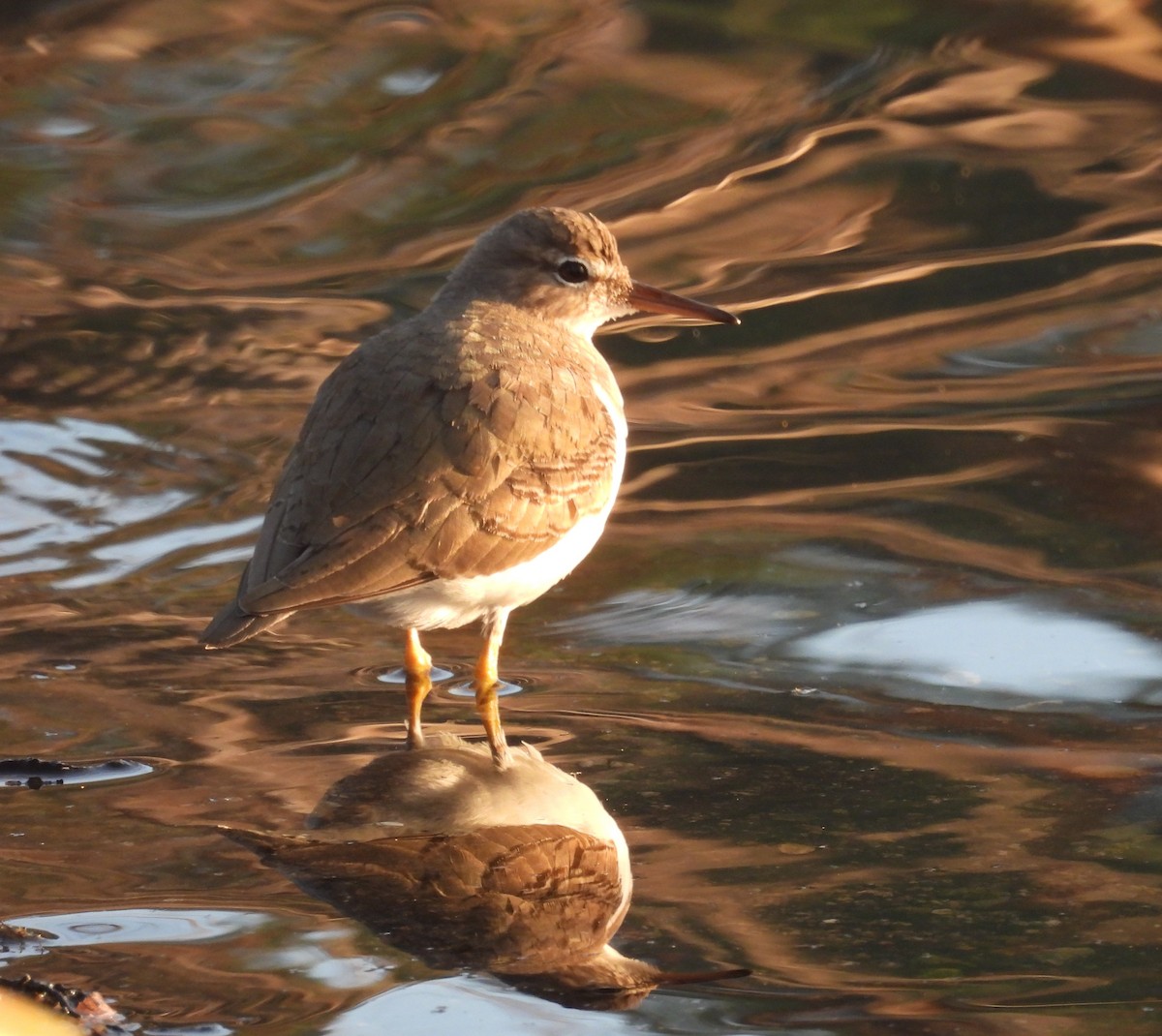 Spotted Sandpiper - ML646958034