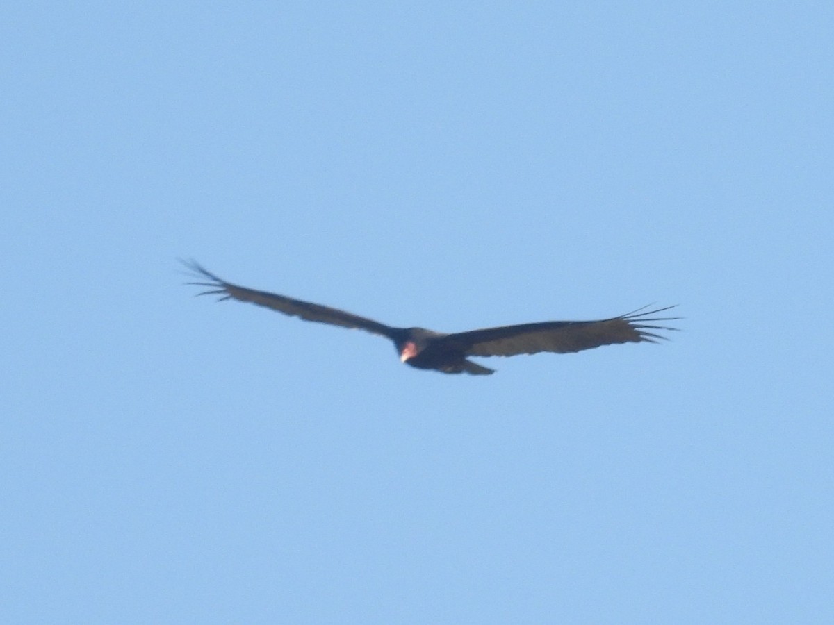 Turkey Vulture - ML646958035