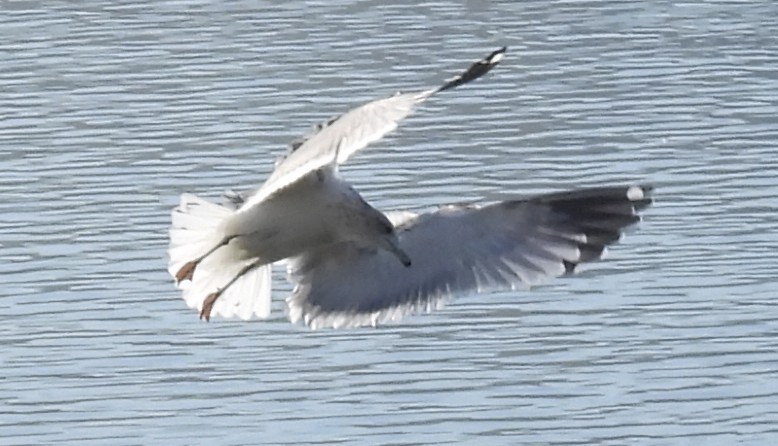 California Gull - ML646958036