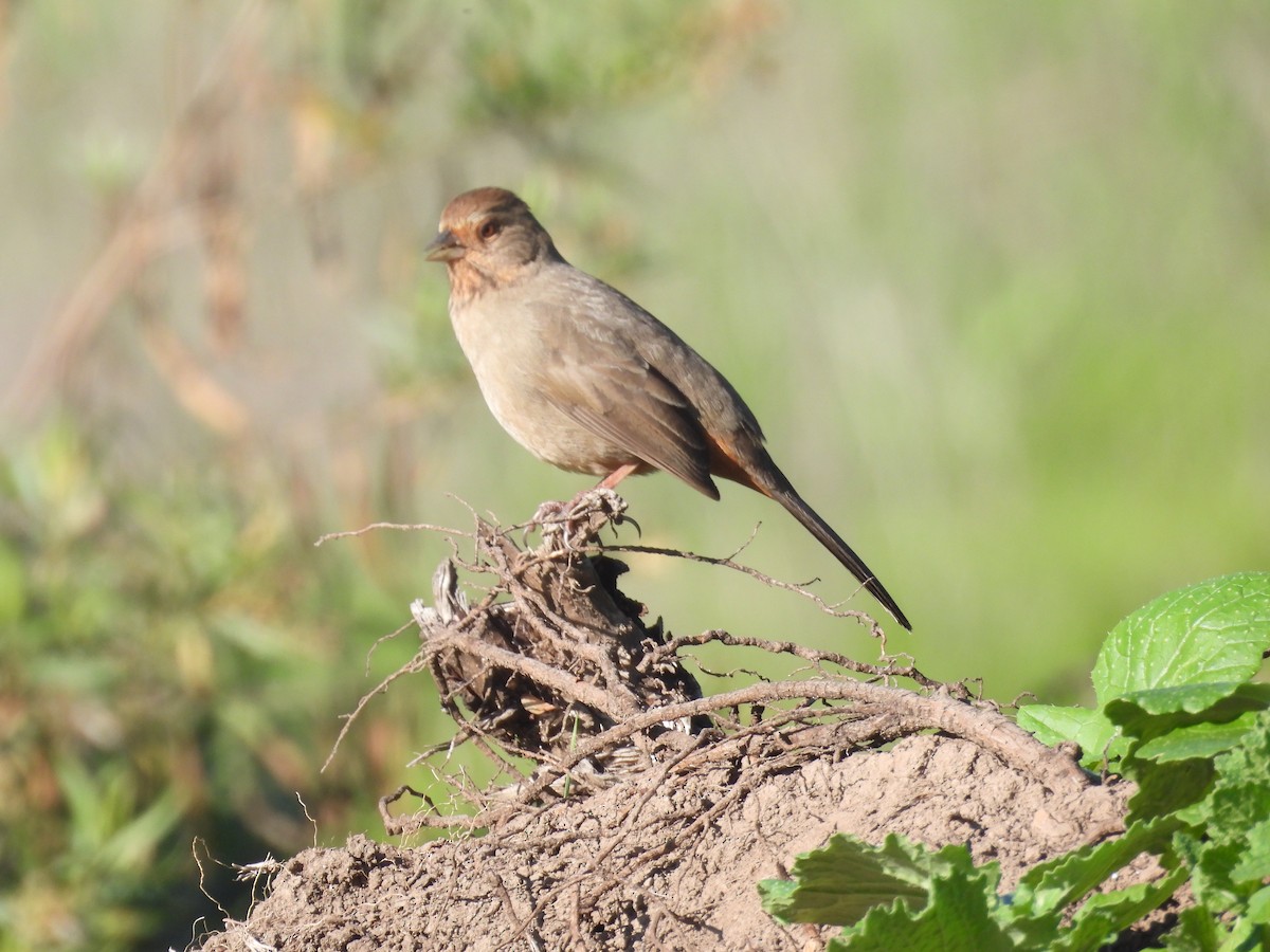California Towhee - ML646958037