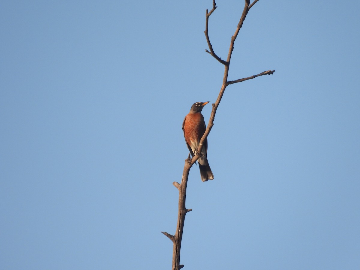 American Robin - ML646958038