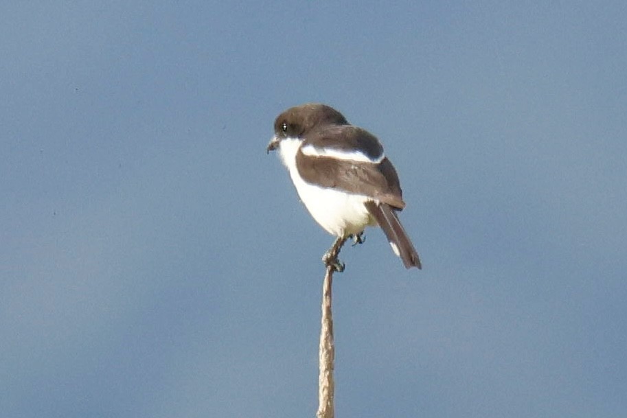 Northern Fiscal - ML646958042