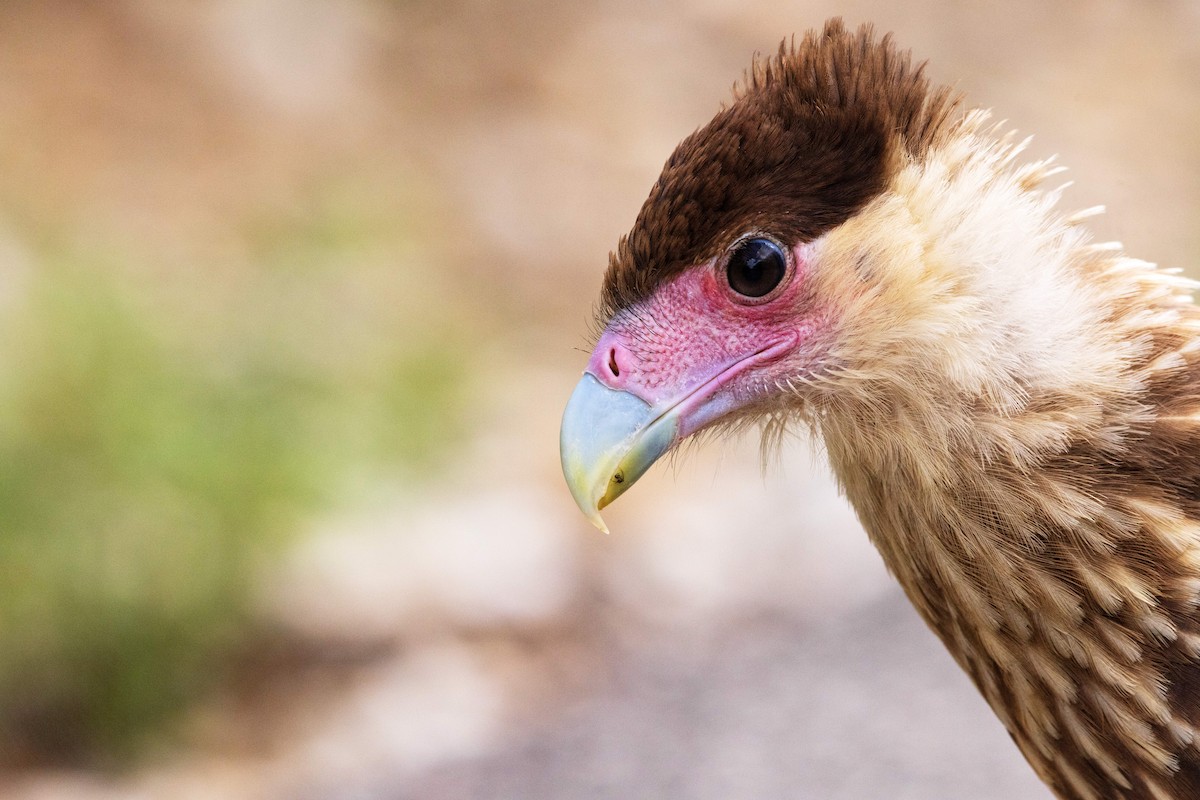 Crested Caracara - ML646958044